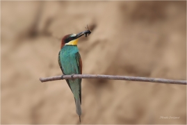 <p>VLHA PESTRÁ (Merops apiaster) střední Čechy ----- /European bee-eater - Bienenfresser/</p>